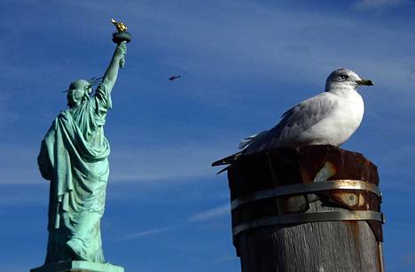 Lokki istuu paalun päällä New Yorkissa, taustalla Vapauden patsas.