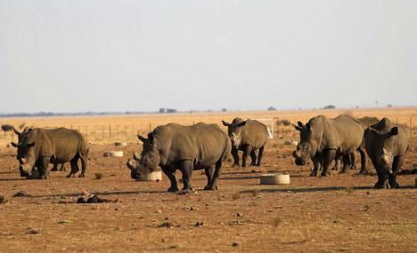 Sarvikuonoja Etelä-Afrikassa Buffalo Dream Ranch -suojelualueella syyskuussa vuonna 2021. 