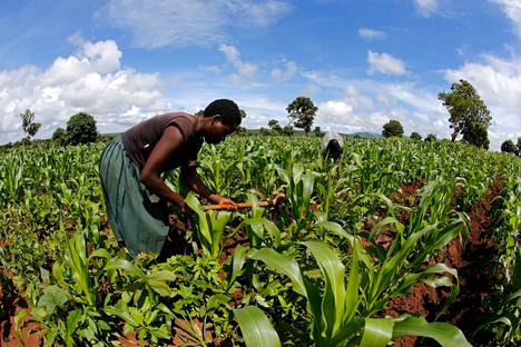 Malawilainen viljelijä muokkasi maissipeltoaan helmikuussa 2016.