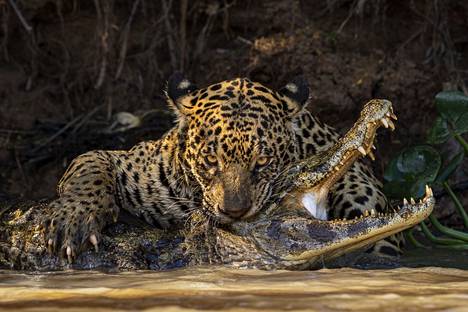 A jaguar and an alligator were filmed in the middle of a deadly bite in Brazil's Pantanal.