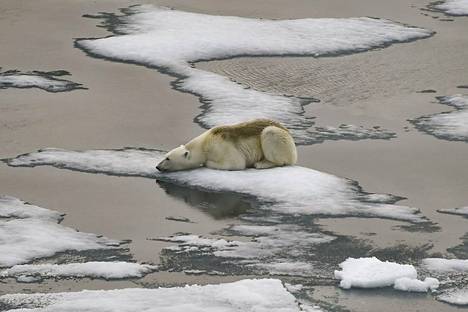 Jääkarhu kuvattuna elokuussa 2021 Jäämerellä Venäjällä Frans Joosefin maan saaristossa.