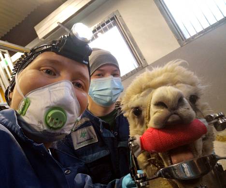 Hugo-alpakka päätyi selfieen eläinlääkäri Sini Merikallion (vas.) ja eläintenhoitaja Elina Tuiskusen kanssa.