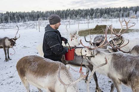 Eläinohjelmapalveluyritys Konijänkän työntekijä Tomi Oulujärvi ruokki ajoporoja Kolarin Äkäslompolossa marraskuun lopussa.