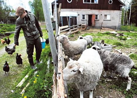 Luomukylä Gaijan pihaeläimet löytävät ruokkijan nopeasti. Kanat saavat keittiön tähteitä ja lampaat heinää.