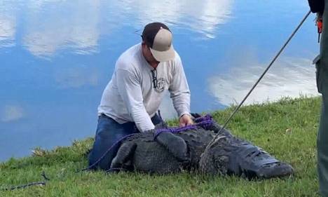 Floridan villieläimistä vastaavat viranomaiset ottivat hyökkäyksen tehneen alligaattorin kiinni.
