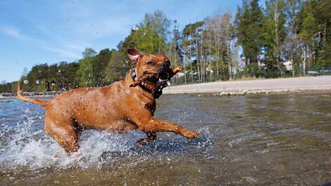 Nuppu-koira nautti torstaina lämpimästä säästä koirien uimarannalla Espoossa. 