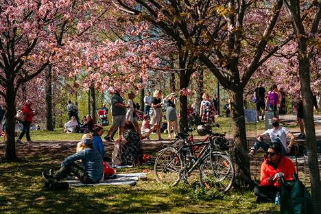 Kauniit kirsikkapuut houkuttelivat puistoon paljon väkeä myös vuonna 2021, vaikka virallista tapahtumaa ei koronatilanteen vuoksi kyetty järjestämään.