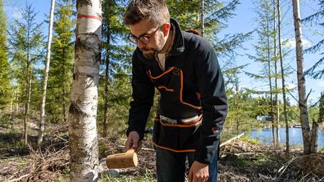 Metsät | Pakuri on puun kasvain, ja nyt Suomi halajaa kääpäbisneksellä maailmanmarkkinoille