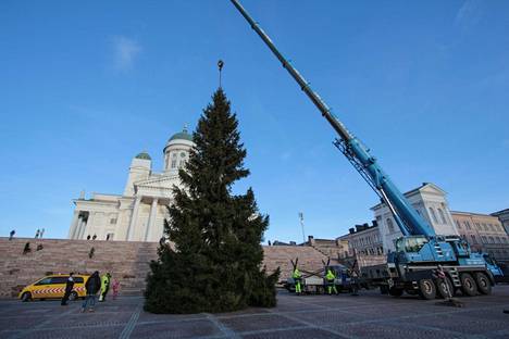 Helsingin kaupungin joulukuusi nostettiin keskelle Senaatintoria keskiviikkona.