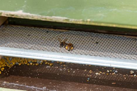 The bee returning to the nest carried yellowish pollen on its hind legs in May.  Below the grate you can see pollen balls falling from the feet of bees.