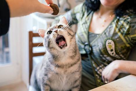 Kissojenkin hampaita kannattaa pestä vaikka päivittäin.