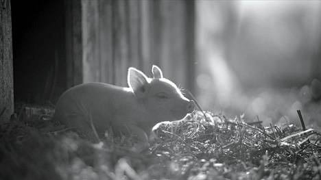 Gunda on norjalais-yhdysvaltalainen dokumentti, joka seuraa tarkasti mm. erään sian elämää maatilalla. Teos saa Suomen ensi-iltansa perjantaina alkavilla DocPoint-festivaaleilla.