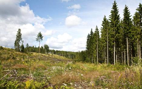 Suomen hallitus aikoo kasvattaa metsähakkuita. Hakkuuaukio Lohjan Saukkolassa 2015.