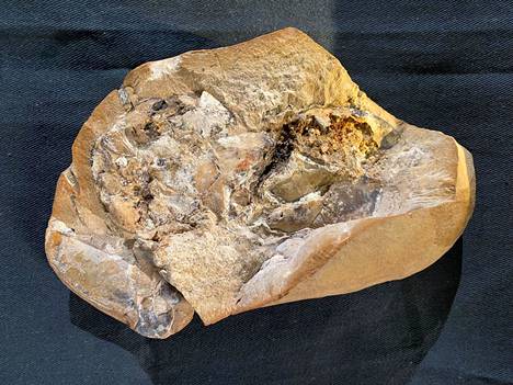 Australiasta Kimberleyn alueelta on löydetty vanhin tunnettu selkärankaisten sydänfossiili. Fossiili on 380 miljoonaa vuotta sitten eläneestä panssaroidusta kalasta.