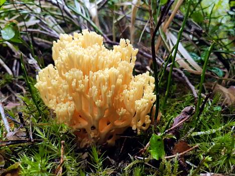 Vielä 1990-luvulla erinomaisena pidettiin sientä, joka voi aiheuttaa  myrkytystilan – Asiantuntija kertoo asioista, jotka sienimetsällä on tärkeä  tietää - Ruoka 
