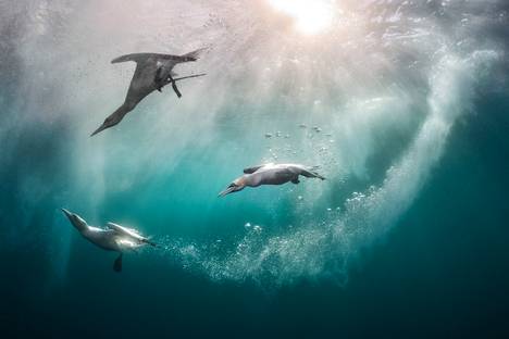 The dives of Scotland's largest seabird, the gannet, were filmed in the Shetland Islands.