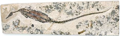 Tämä permikaudella elänyt Mesosaurus brasiliensis oli sauropsidi ja ensimmäisiä maalta veteen palanneita matelijoita. Se kasvoi noin metrin mittaiseksi.
