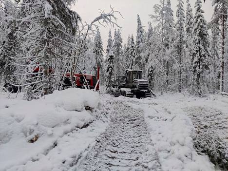 Metsähallitus on aloittanut hakkuut Länsi-Lapissa Aalistunturin eteläpuolella noin 400 hehtaarin alueella. 