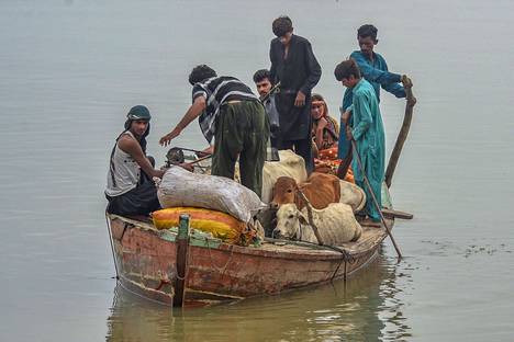 Ihmiset pakenivat tulvia karjan kanssa Sukkurin kaupungissa Sindhin provinssissa. 