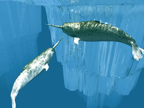 A horned whale may, for example, catch fish with its horn.