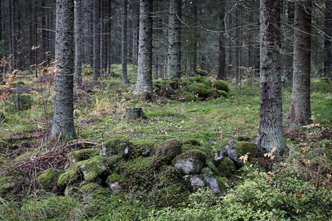 Panostaminen puuston kasvun lisäykseen metsänhoidollisin keinoin on välttämätöntä.