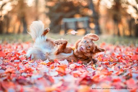 The name of the picture is My face when my Crush says "Hi".  According to the photographer, the original intention was to take an atmospheric autumn photo of the Austrian Milo, but instead of lying down peacefully on his side, the Nova Scotia retriever was spinning around like crazy.