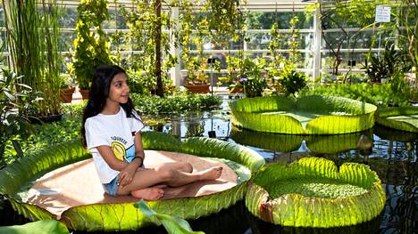 Kymmenvuotias Hasti Keramat istui kasvitieteellisessä puutarhassa Kaisaniemessä parananjättilumpeen lehdellä toukokuussa 2018.