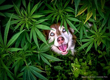 In the photo taken in Switzerland, the Runa dog is enjoying himself in the middle of a hemp plant, which the photographer emphasizes is only industrial hemp.