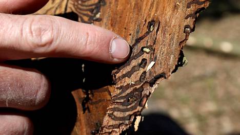 Kaarnakuoriaiset tuhoavat metsiä Keski-Euroopassa – ”80 prosenttia Tšekin kuusimetsistä on vaarassa kuolla”