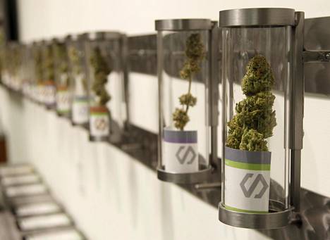Kannabiskauppa Portlandissa Oregonissa, jossa kannabis laillistettiin lokakuun alussa 2015.