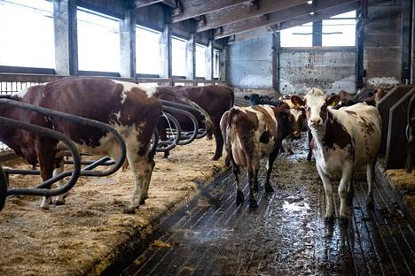 Lehmät kulkivat tammikuussa Jyrki Peltolan maitotilalla Mäntsälässä.