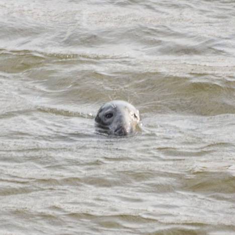 Korkeasaaren edustalla nähtiin lauantaina hylje. Kyseessä on todennäköisesti Itämeren runsaslukuisin hylje harmaahylje eli halli.