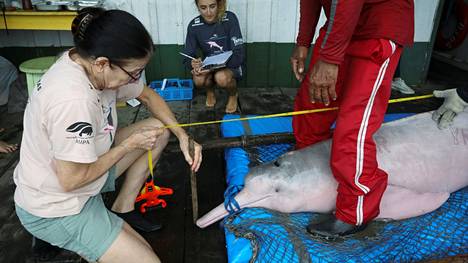 Amazon | Vaaleanpunaisia delfiinejä aletaan tutkia Boliviassa – kalastajat ovat tappaneet niitä syötiksi