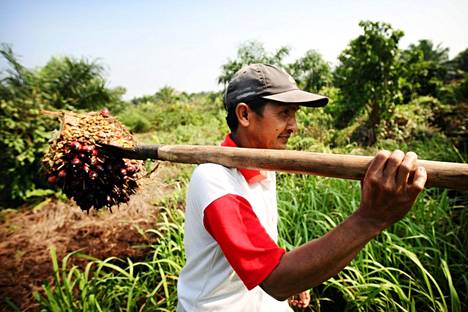 Maailman suurin palmuöljyn tuottaja Indonesia asetti palmuöljyn vientikieltoon rajoittaakseen palmuöljyn hinnan nousua. Kuvassa Merantin kylässä palmuöljyä viljelevä Syamsuir vuodelta 2009.