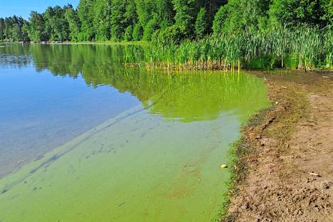 A week ago, a blue-green algae raft waved at Littoinen's beach.