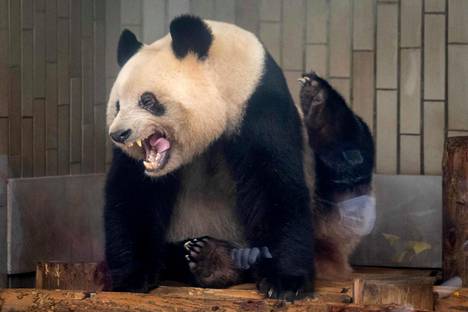 Xiang Xiang haukotteli Uenon eläintarhassa ennen kotimatkaansa takaisin Kiinaan.