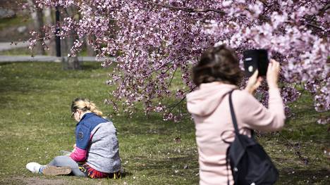 Hanami on tärkeä juhla Japanissa. Roihuvuoren Kirsikkapuistossa ja Japanilaistyylisessä puutarhassa kukkii yhteensä noin 350 kirsikkapuuta. Tältä osa niistä näytti toukokuussa 2023.