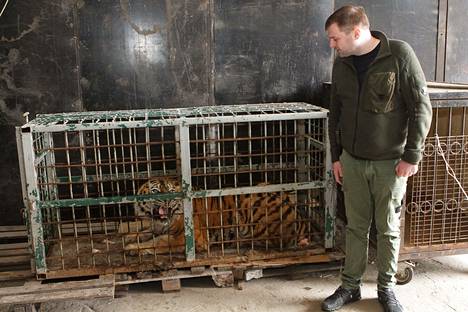 Keski-Ukrainassa sijaitsevan Dnipron kaupunginhallinnon edustaja Myhailo Lysenko kuvattuna Harkovan tuhoutuneesta eläintarhasta Dniproon evakuoidun tiikerin kanssa perjantaina.