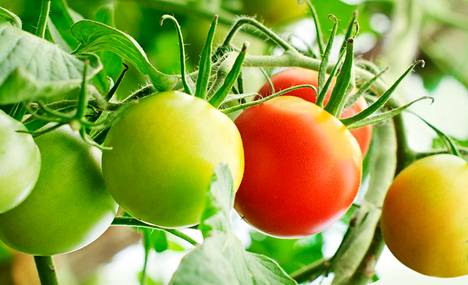 Lykopeeni tekee tomaatista punaisen, ja kemikaali voi myös vähentää aurinkokennon säröilyä. 