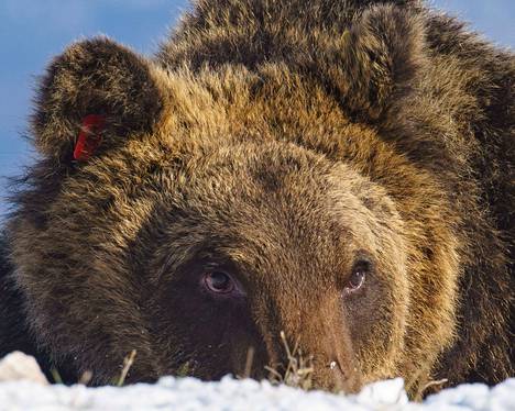 Juan Carrito -nimellä tunnettu karhu kuvattuna kansallispuistossa 7. joulukuuta 2022.