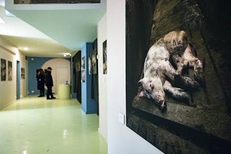 Näyttelyssä on esillä Oikeutta eläimille -järjestön ottamia kuvia sikatiloilta.