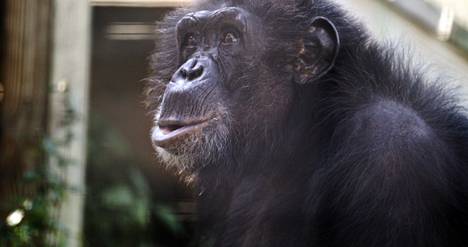 The Tonka chimpanzee appeared in Hollywood movies as a young child.