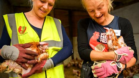Eläinten oikeudet | Häkeissä eläneet kanat saavat uuden elämän brittiperheiden lemmikkeinä: ”On sykähdyttävää katsoa, kun kana nauttii vapaana ensimmäisestä hiekkakylvystään”