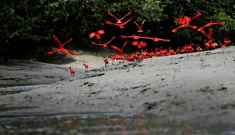 Rubiini-iibis -linnut elävät Brasilian pohjoisosassa Calcoene joella. Tieteilijöiden mukaan luonnon ekosysteemipalvelut on säilytettävä lopettamalla metsien, ruohikoiden ja muiden elinympäristöjen muuttaminen.