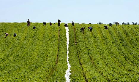 Ukrainian strawberry pickers at work in the field of Koivistoinen Strawberry Field in Hollala.