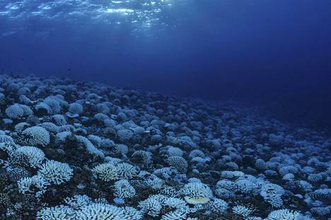 Korallit ovat kärsineet veden happamoitumisesta, joka on yksi kolmesta merten pulmista.