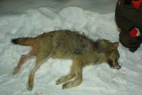 Pirkanmaalla vuonna 2006 kaadettu susi.
