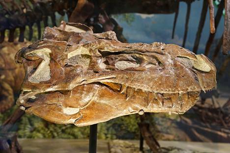 Smithsonian-instituutin luonnontieteellisessä museossa Washingtonissa Yhdysvalloissa on esillä dinosaurusten fossiileja.