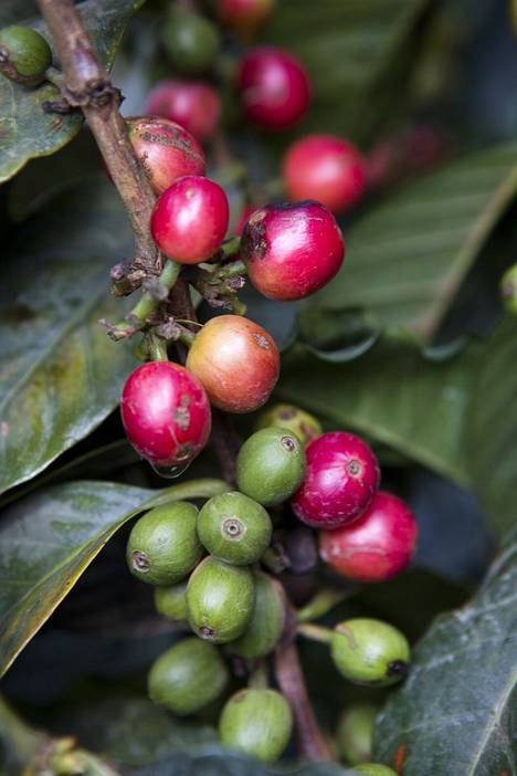 Jopa puolet maailman kahvinviljelyn maa-alasta voi käydä kelvottomaksi vuoteen 2050 mennessä.
