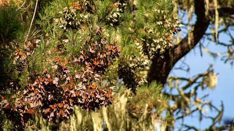 Monarkkiperhoset ryhmiytyvät talven yli puunlatvoihin suojaan. Kuva Pacific Groven kaupungista Kaliforniasta. 